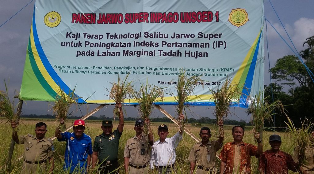 Petani Padi Purbalingga Terapkan Teknologi ‘Salibu Jarwo Super’