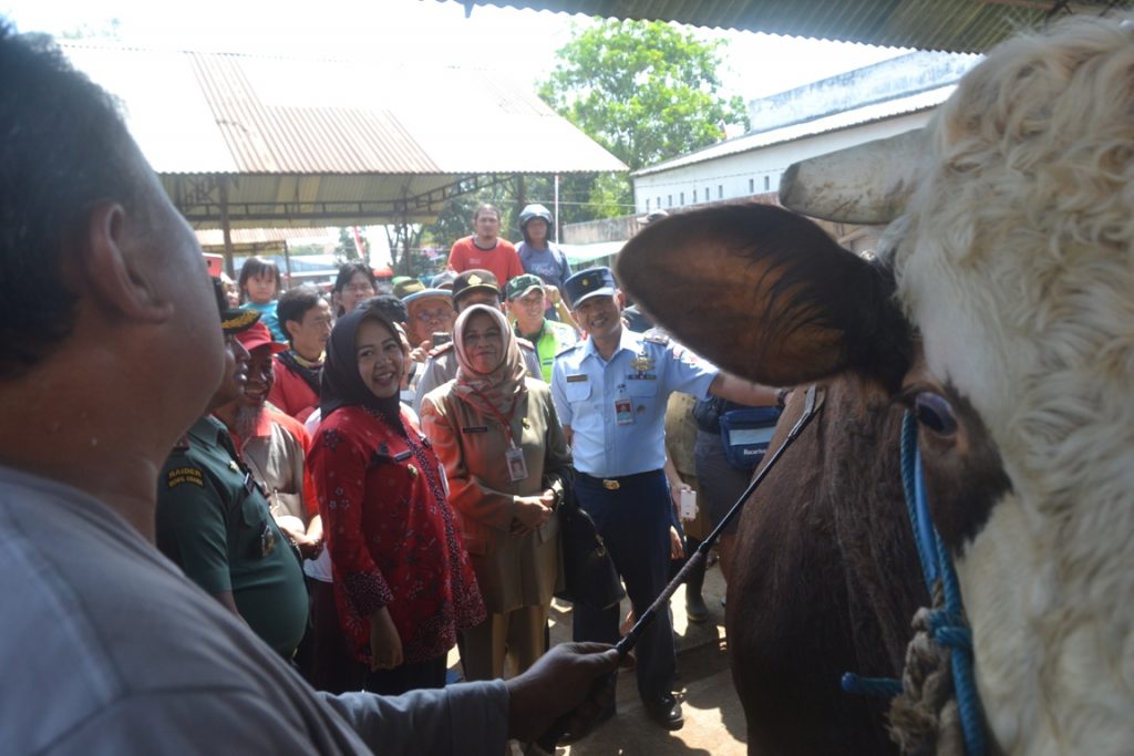 Plt Bupati Tiwi Minta Digagas Wisata Edukasi Peternakan