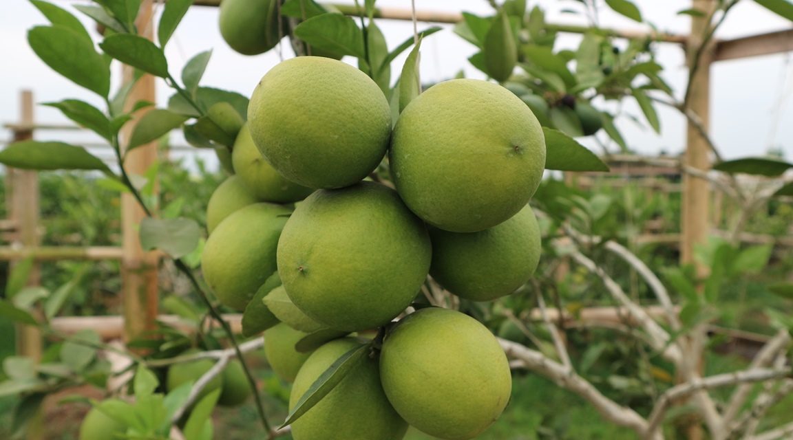 Budidaya Jeruk Lemon Mulai Dilirik Petani Desa Cipawon
