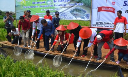 10 Hektare Lahan Pertanian Desa Gembong Terapkan Sistem Mina Padi