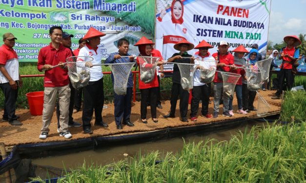 Petani Desa Gembong Mulai Lirik Budidaya Ikan dengan Sistem Minapadi