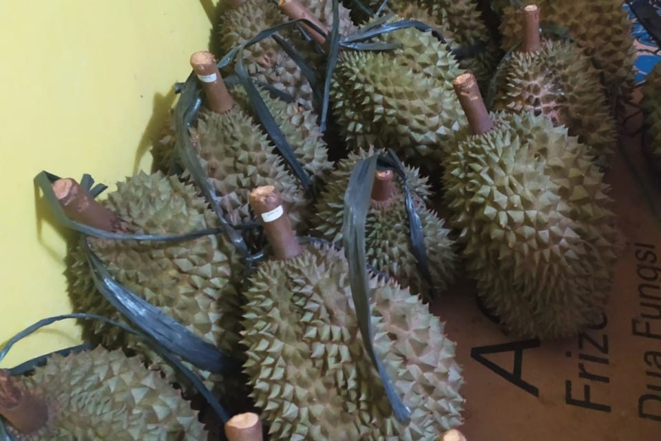Minat Budidaya Pohon Durian di Kecamatan Pengadegan Meningkat