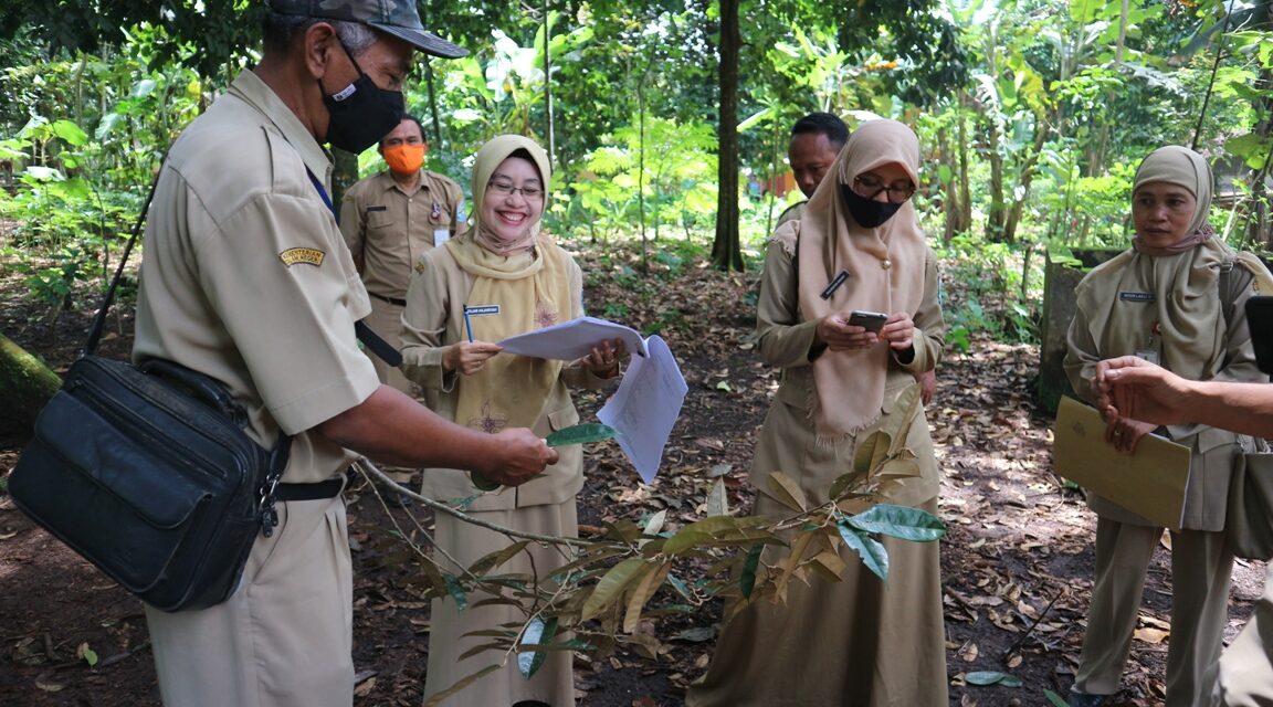 Durian Kartana Desa Nangkod Diajukan Sertifikasi Varietas Unggul Lokal