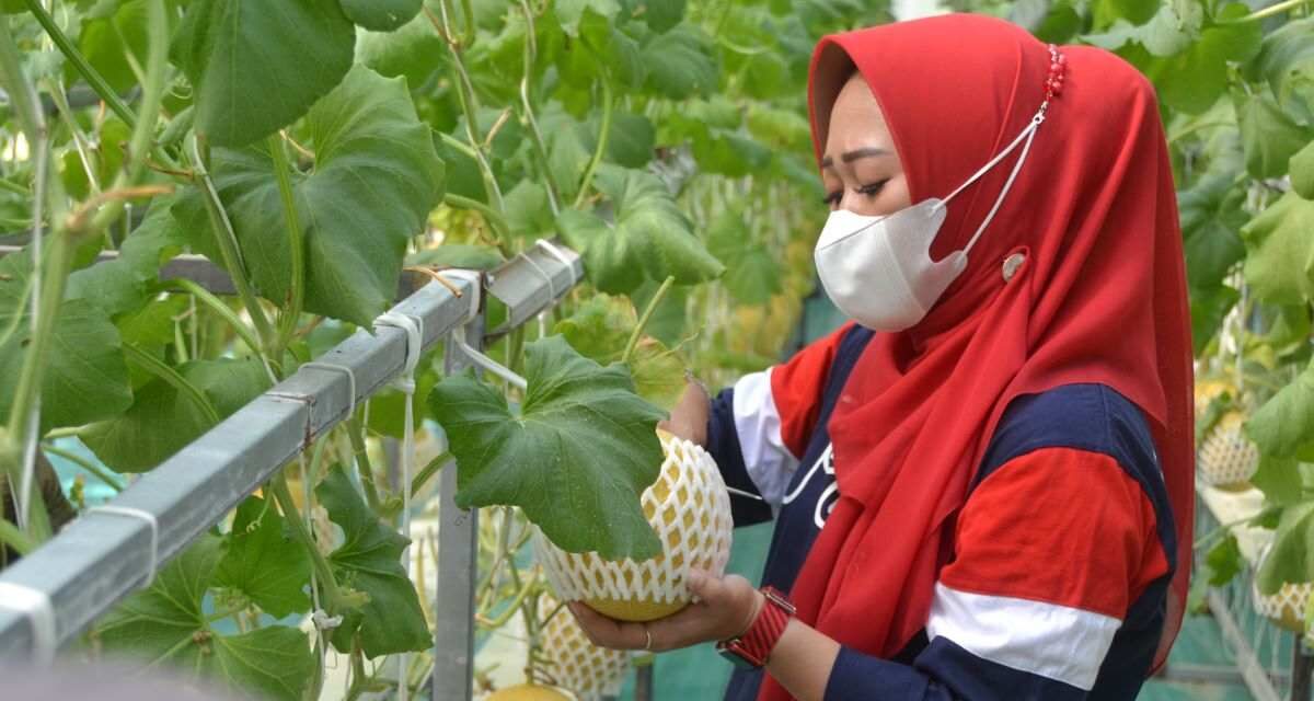 Bangun Area Pertanian Terintegrasi, Desa Karangpucung Panen Melon Kualitas Premium