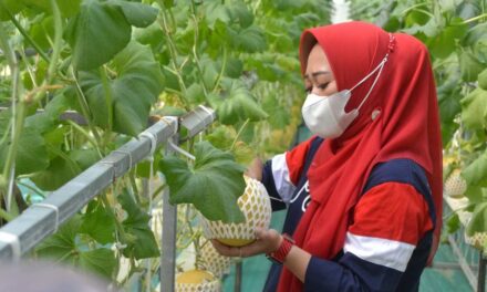 Bangun Area Pertanian Terintegrasi, Desa Karangpucung Panen Melon Kualitas Premium