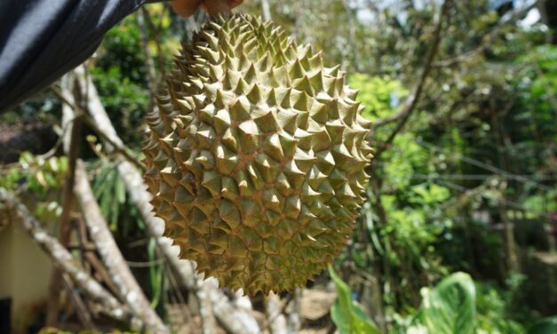Berburu Durian di Purbalingga