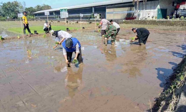 Purbalingga Surplus Beras Hingga 8 Ribu Ton